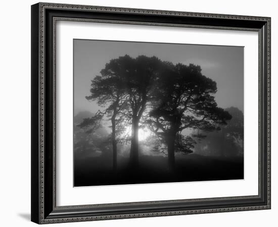 Scots Pine (Pinus Sylvestris) in Morning Mist, Glen Affric, Inverness-Shire, Scotland, UK, Europe-Niall Benvie-Framed Photographic Print