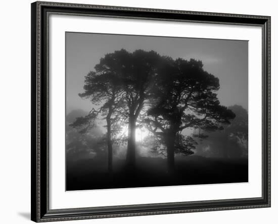 Scots Pine (Pinus Sylvestris) in Morning Mist, Glen Affric, Inverness-Shire, Scotland, UK, Europe-Niall Benvie-Framed Photographic Print