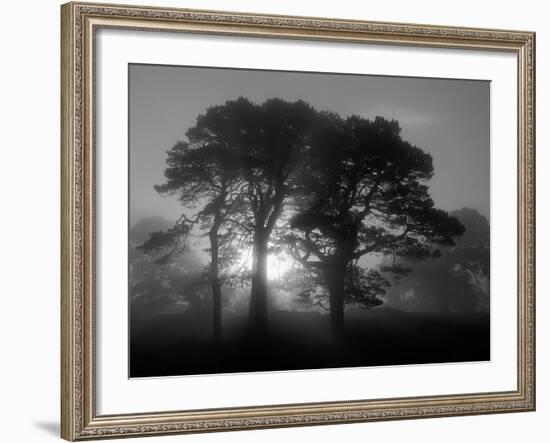 Scots Pine (Pinus Sylvestris) in Morning Mist, Glen Affric, Inverness-Shire, Scotland, UK, Europe-Niall Benvie-Framed Photographic Print