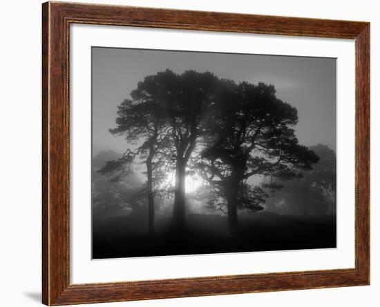 Scots Pine (Pinus Sylvestris) in Morning Mist, Glen Affric, Inverness-Shire, Scotland, UK, Europe-Niall Benvie-Framed Photographic Print