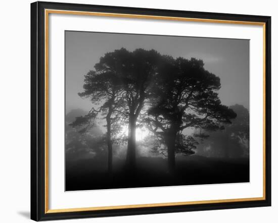 Scots Pine (Pinus Sylvestris) in Morning Mist, Glen Affric, Inverness-Shire, Scotland, UK, Europe-Niall Benvie-Framed Photographic Print