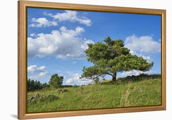 Scots pine, Pinus sylvestris, tree-David & Micha Sheldon-Framed Premier Image Canvas