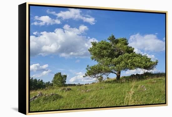 Scots pine, Pinus sylvestris, tree-David & Micha Sheldon-Framed Premier Image Canvas