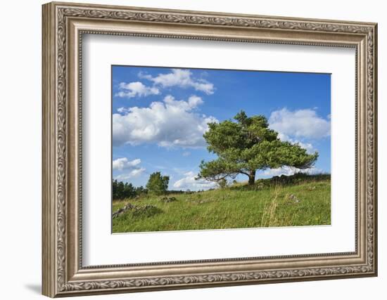 Scots pine, Pinus sylvestris, tree-David & Micha Sheldon-Framed Photographic Print