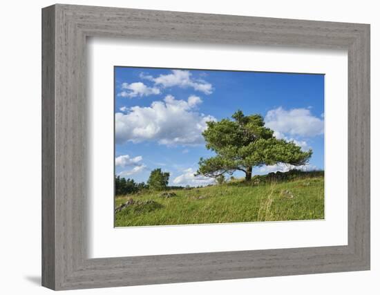 Scots pine, Pinus sylvestris, tree-David & Micha Sheldon-Framed Photographic Print