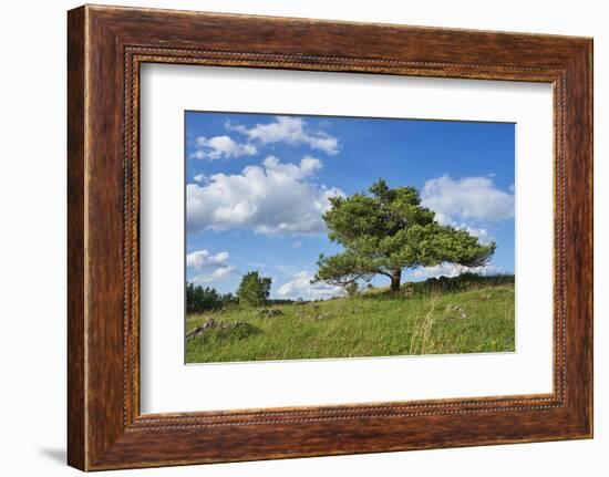 Scots pine, Pinus sylvestris, tree-David & Micha Sheldon-Framed Photographic Print