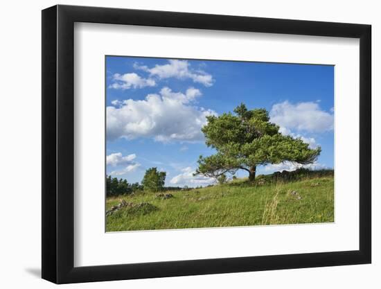 Scots pine, Pinus sylvestris, tree-David & Micha Sheldon-Framed Photographic Print