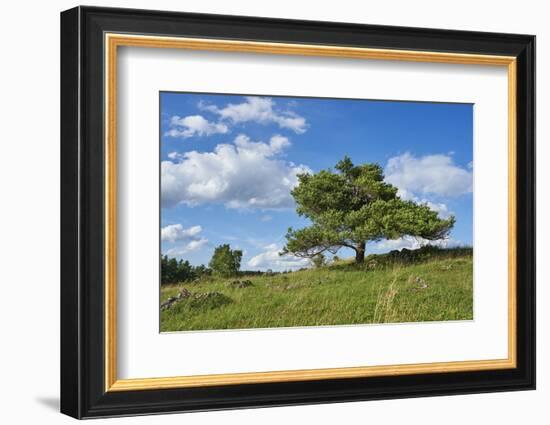 Scots pine, Pinus sylvestris, tree-David & Micha Sheldon-Framed Photographic Print