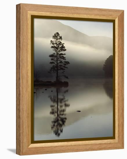 Scots Pine Tree Reflected in Lake at Dawn, Loch an Eilean, Scotland, UK-Pete Cairns-Framed Premier Image Canvas