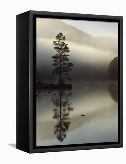 Scots Pine Tree Reflected in Lake at Dawn, Loch an Eilean, Scotland, UK-Pete Cairns-Framed Premier Image Canvas