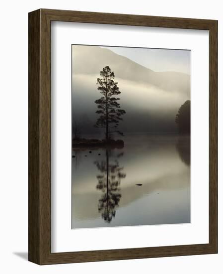 Scots Pine Tree Reflected in Lake at Dawn, Loch an Eilean, Scotland, UK-Pete Cairns-Framed Premium Photographic Print