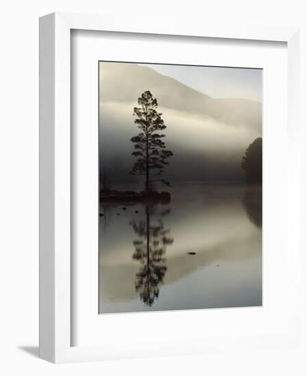 Scots Pine Tree Reflected in Lake at Dawn, Loch an Eilean, Scotland, UK-Pete Cairns-Framed Premium Photographic Print