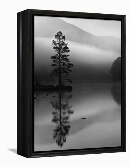 Scots Pine Tree Reflected in Lake at Dawn, Loch an Eilean, Scotland, UK-Pete Cairns-Framed Premier Image Canvas