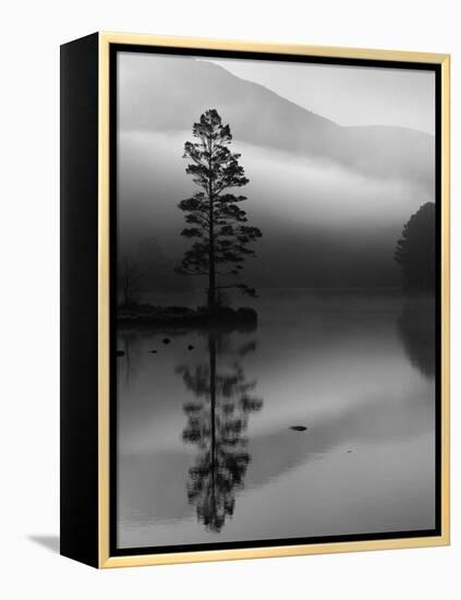 Scots Pine Tree Reflected in Lake at Dawn, Loch an Eilean, Scotland, UK-Pete Cairns-Framed Premier Image Canvas