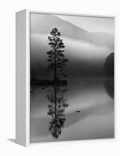 Scots Pine Tree Reflected in Lake at Dawn, Loch an Eilean, Scotland, UK-Pete Cairns-Framed Premier Image Canvas