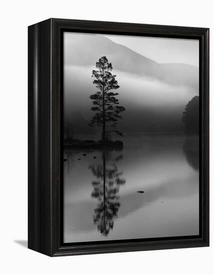 Scots Pine Tree Reflected in Lake at Dawn, Loch an Eilean, Scotland, UK-Pete Cairns-Framed Premier Image Canvas