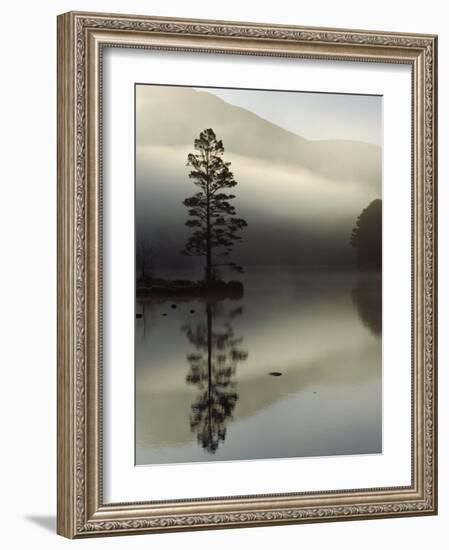 Scots Pine Tree Reflected in Lake at Dawn, Loch an Eilean, Scotland, UK-Pete Cairns-Framed Photographic Print