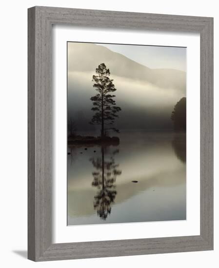 Scots Pine Tree Reflected in Lake at Dawn, Loch an Eilean, Scotland, UK-Pete Cairns-Framed Photographic Print