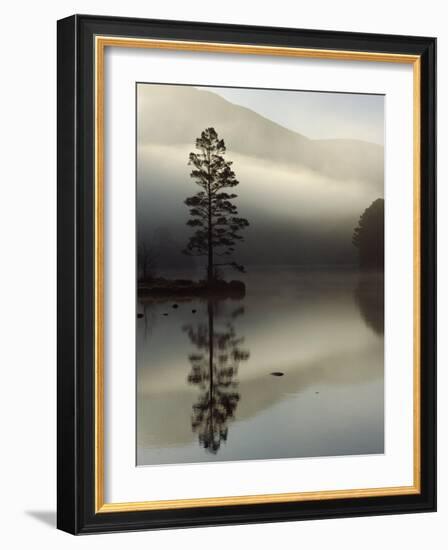 Scots Pine Tree Reflected in Lake at Dawn, Loch an Eilean, Scotland, UK-Pete Cairns-Framed Photographic Print