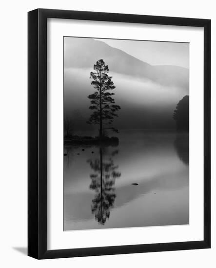 Scots Pine Tree Reflected in Lake at Dawn, Loch an Eilean, Scotland, UK-Pete Cairns-Framed Photographic Print