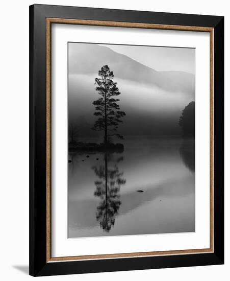 Scots Pine Tree Reflected in Lake at Dawn, Loch an Eilean, Scotland, UK-Pete Cairns-Framed Photographic Print