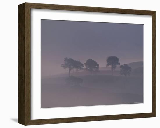 Scots Pine Trees in Mist, Abernethy Forest, Inverness-Shire, Scotland, UK-Niall Benvie-Framed Photographic Print