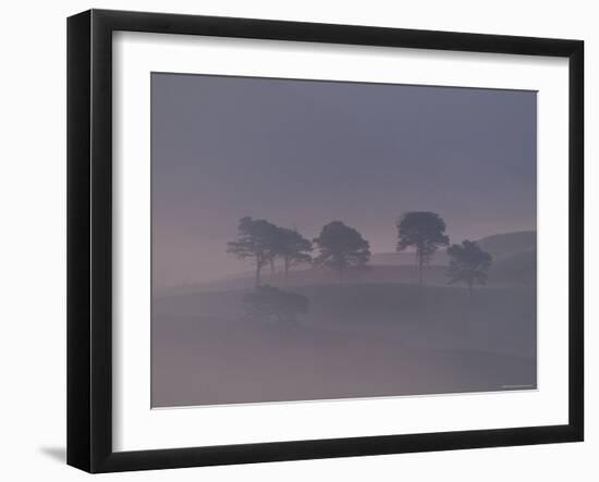 Scots Pine Trees in Mist, Abernethy Forest, Inverness-Shire, Scotland, UK-Niall Benvie-Framed Photographic Print