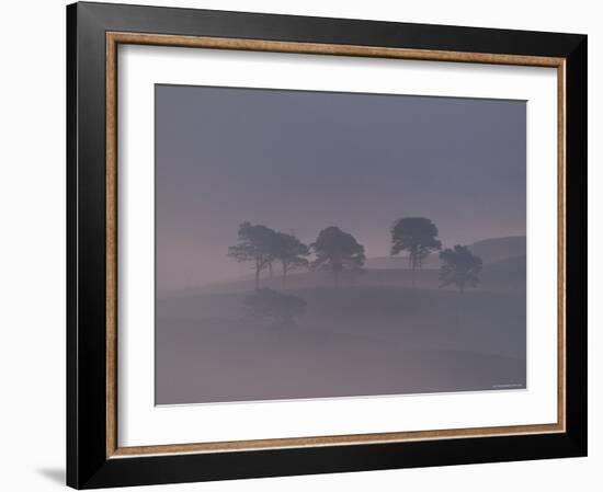 Scots Pine Trees in Mist, Abernethy Forest, Inverness-Shire, Scotland, UK-Niall Benvie-Framed Photographic Print