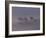 Scots Pine Trees in Mist, Abernethy Forest, Inverness-Shire, Scotland, UK-Niall Benvie-Framed Photographic Print