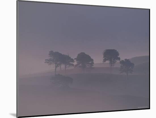 Scots Pine Trees in Mist, Abernethy Forest, Inverness-Shire, Scotland, UK-Niall Benvie-Mounted Photographic Print