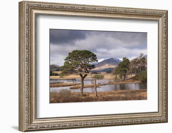 Scots Pine trees on the shores of Loch Tulla in winter in the Scottish Highlands, Scotland-Adam Burton-Framed Photographic Print