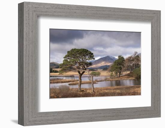 Scots Pine trees on the shores of Loch Tulla in winter in the Scottish Highlands, Scotland-Adam Burton-Framed Photographic Print