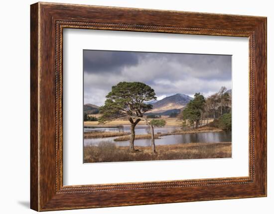 Scots Pine trees on the shores of Loch Tulla in winter in the Scottish Highlands, Scotland-Adam Burton-Framed Photographic Print