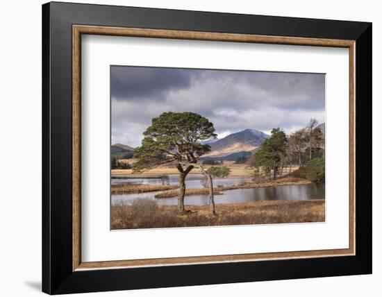 Scots Pine trees on the shores of Loch Tulla in winter in the Scottish Highlands, Scotland-Adam Burton-Framed Photographic Print