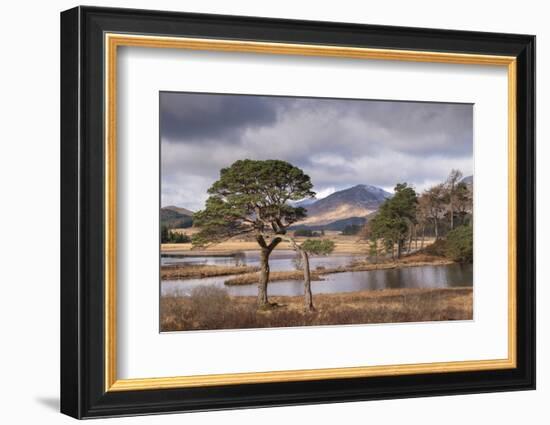 Scots Pine trees on the shores of Loch Tulla in winter in the Scottish Highlands, Scotland-Adam Burton-Framed Photographic Print