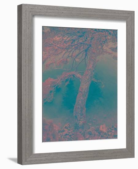 Scots Pine-Art Wolfe-Framed Photographic Print