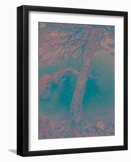 Scots Pine-Art Wolfe-Framed Photographic Print