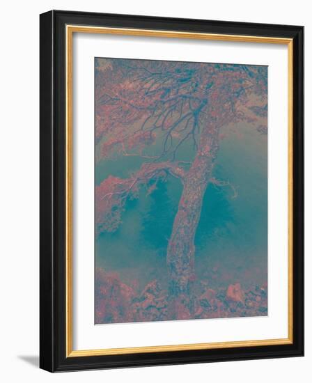 Scots Pine-Art Wolfe-Framed Photographic Print