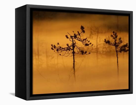 Scots Pines, in Morning Mist, Finland-Staffan Widstrand-Framed Premier Image Canvas