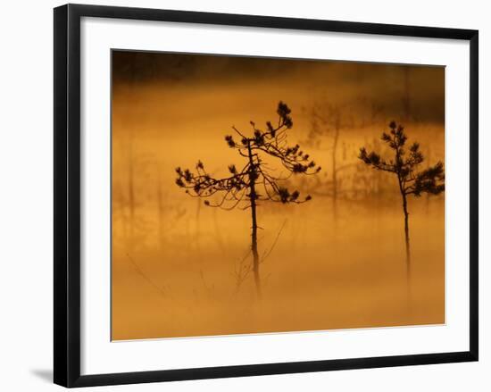 Scots Pines, in Morning Mist, Finland-Staffan Widstrand-Framed Photographic Print