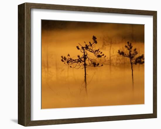 Scots Pines, in Morning Mist, Finland-Staffan Widstrand-Framed Photographic Print