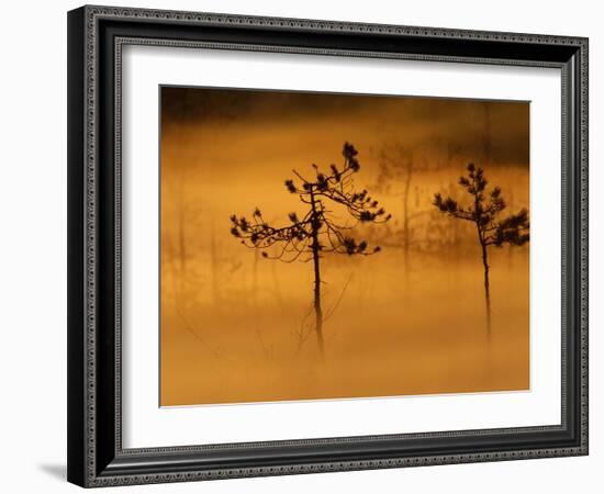 Scots Pines, in Morning Mist, Finland-Staffan Widstrand-Framed Photographic Print