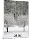 Photographic Print