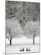 Photographic Print
