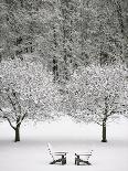 Tree in snow covered landscape-Scott Barrow-Photographic Print