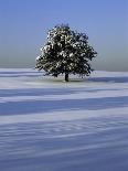 Tree in snow covered landscape-Scott Barrow-Framed Photographic Print