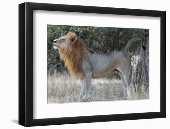 Photo, , large
