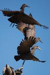 Hammerkops in flight-Scott Bennion-Photo