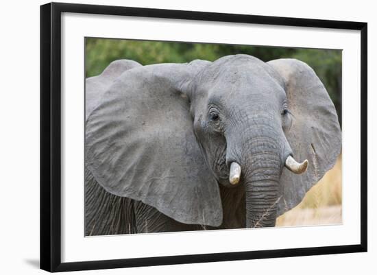Photo, , large