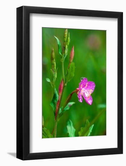 Photo, , large